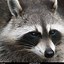 Image result for Raccoon Screensaver