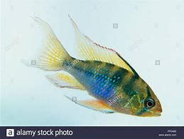 Image result for Ram Cichlid Fish