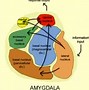 Image result for Brain Map Amygdala