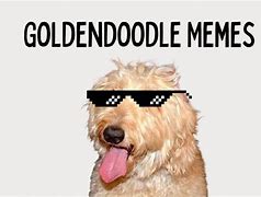 Image result for Doodle Dog Memes