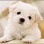 Image result for Small Size Puppy