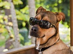 Image result for Dog Wearing Cool Sunglasses
