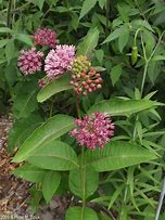 Image result for Purple Milkweed Plant