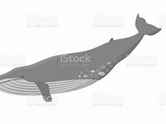 Image result for What Is the World's Largest Animal