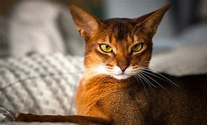 Image result for Ancient Cat Genes