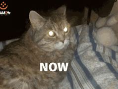 Image result for Cat with Glowing Eyes Art GIF