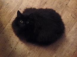 Image result for Loafing Fluffy Kitty