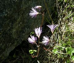 Image result for Soldanella alpina