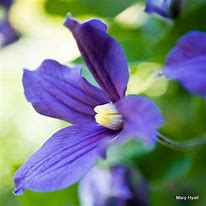 Image result for Blue Flower Vine Plant