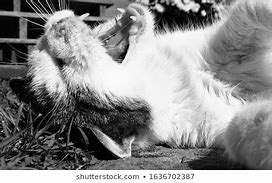 Image result for Black and White Cat Hissing