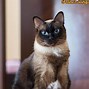 Image result for Traditional Ragdoll Cat
