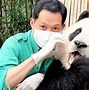 Image result for Wild Giant Panda