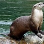 Image result for Rivea Otter Life Jacket