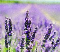 Image result for Lavender Watercolor