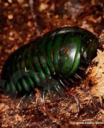 Image result for Giant Pill Bug