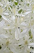 Image result for Clematis flammula