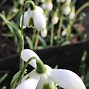 Galanthus Benton Magnet ಗಾಗಿ ಇಮೇಜ್ ಫಲಿತಾಂಶ