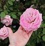 Image result for Deep Pink Roses Flower