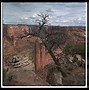 Image result for Petrified Plants