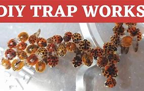 Image result for Lady Bug Traps for Indoors