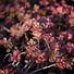 Image result for Sedum spurium Variegatum