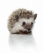 Image result for Hedgehog Sitting