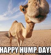 Image result for Friend Happy Hump Day Memes