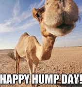 Image result for Friend Happy Hump Day Memes