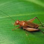 Image result for Cartoon Crickets Silence