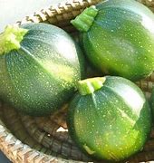 Image result for Round Summer Squash