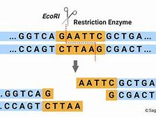 Image result for DNA Restriction Enzymes