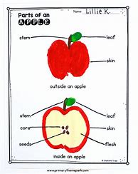 Image result for Apple Fruit Cell