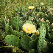 Image result for Opuntia humifusa