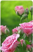 Image result for Pink and Green Roses