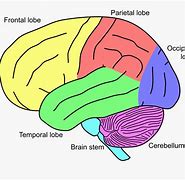 Image result for Brain Universe