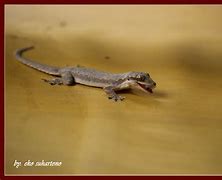 Image result for Cicak Gecko