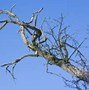 Image result for Tree Life Cycle Animation