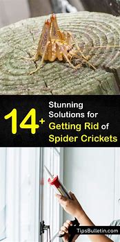 Image result for Spider Cricket