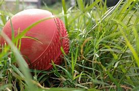 Image result for Pixabay Cricket Auction