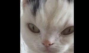 Image result for Big Brain Time Cat
