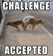 Image result for Challenge Accepted Animal Meme