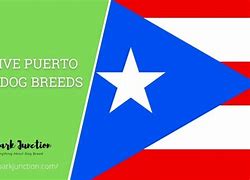 Image result for Puerto Rico Stray Dogs