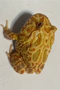 Image result for Strawberry Pineapple Pacman Frog