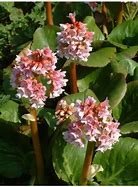 Image result for Bergenia Baby Doll