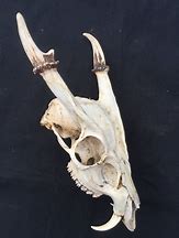 Image result for Animal Skull Deer