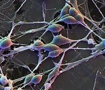 Image result for Brain Neurons Microscope