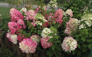 Image result for HYDRANGEA PAN. DIAMANT ROUGE