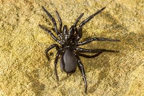 Image result for Largest Spider Ever Recorded