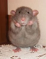 Image result for Goofy Rat