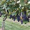 Image result for Growing a Grape Vine